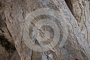 Dracaena Draco tree in Palermo