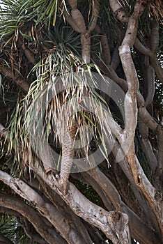Dracaena Draco tree in Palermo