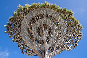Dracaena Draco treetop