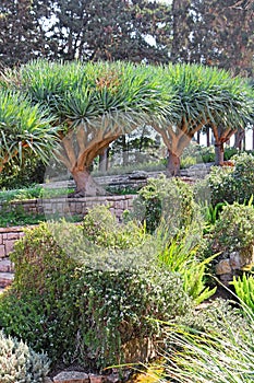 Dracaena dracos, the Canary Islands dragon trees or dragos in the park Ramat Hanadiv