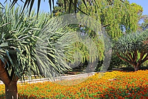 Dracaena dracos, the Canary Islands dragon trees or dragos in the park Ramat Hanadiv