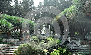 Dracaena dracos, the Canary Islands dragon trees or dragos in the park Ramat Hanadiv, Israel