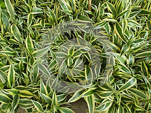 Dracaena fragrans is an air-purifying shrub with long leaves believed to bring good luck and ascendancy