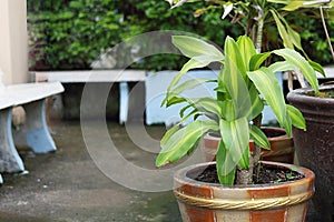 Dracaena fragrans or ash in pot in garden with stone chairDracaena fragrans or ash in pot in garden with stone chair