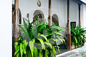 Dracaena fragrans is beautiful. The Wassana tree in front of the house.