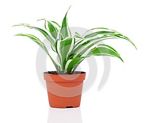 Dracaena fragrans (cornstalk dracaena)