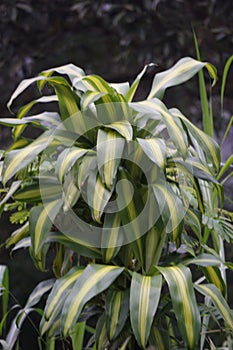 Dracaena fragrans (cornstalk dracaena, striped dracaena, compact dracaena, corn plant)