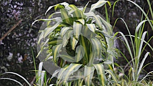 Dracaena fragrans (cornstalk dracaena, striped dracaena, compact dracaena, corn plant)