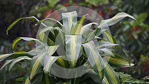 Dracaena fragrans (cornstalk dracaena, striped dracaena, compact dracaena, corn plant)