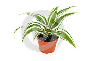 Dracaena fragrans (cornstalk dracaena)