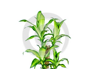 Dracaena fragrans cornstalk dracaena isolated on a white background