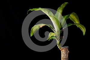 Dracaena fragrans foliage