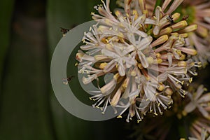 Dracaena fragrans