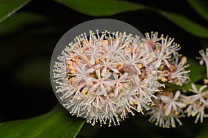 Dracaena fragrans