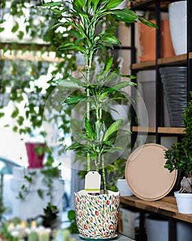 Dracaena fragrans massangeana in colorful pot