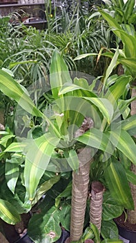 Dracaena fragrans Massangeana, corn plant