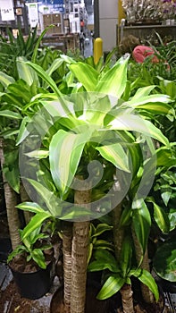 Dracaena fragrans Massangeana, corn plant