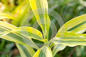 Dracaena fragrans plant with blurred green