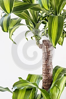 Dracaena fragrans plant with green leaf on white background