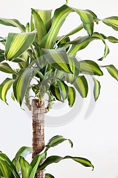 Dracaena fragrans plant with green leaf on white background