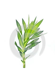 Dracaena fragrans stem and leaves isolated on white background. Tropical plant greenery for bouquet and flower arrangement.