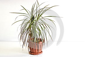 Dracaena. Indoor plant in a pot