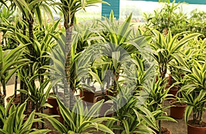 Dracaena Lemon Lime in the garden