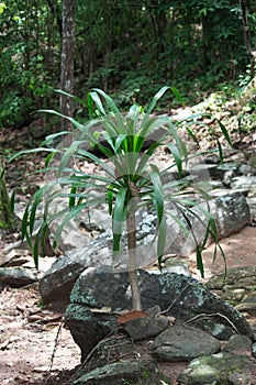 Dracaena loureiri Gagnep or