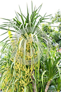 Dracaena loureiri gagnep flowers, Agavaceae flowers. Dracaena cochinchinensis flowers on tree.