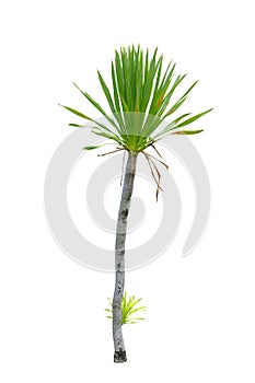 Dracaena loureiri Gagnep tree photo