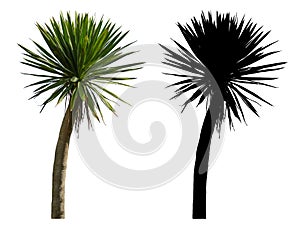 A dracaena loureiri tree with black alpha mask isolated on white background photo