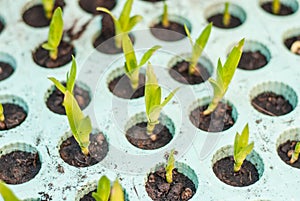 Dracaena Loureiri Tree