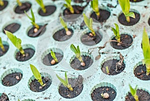 Dracaena Loureiri Tree