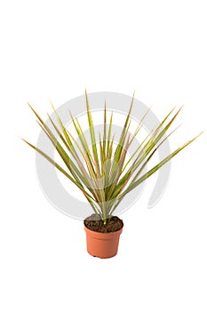 Dracaena Marginata Bicolor