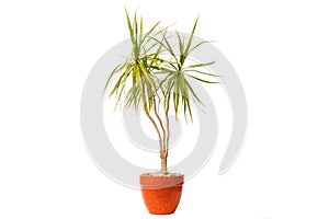 Dracaena marginata or dragon tree in a pot isolated on white background. House plant. Nobody