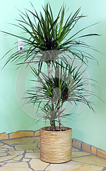 Dracaena marginata in living room at window with sunlight photo