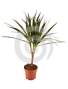 Dracaena Marginata Magenta