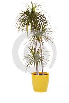 Dracaena marginata plant