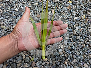 Dracaena marginata plant cuttings holding in a hand
