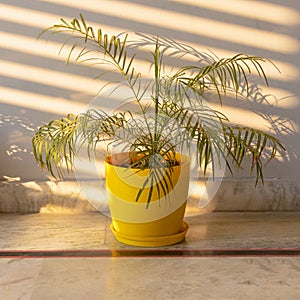 Dracaena marginata plant potted in yellow pot
