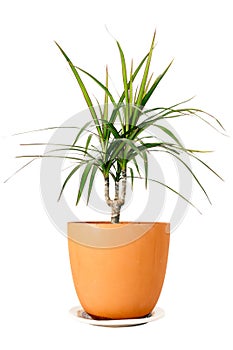 Dracaena marginata in a pot