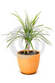 Dracaena marginata in a pot