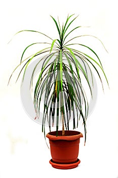 Dracaena marginata a potted plant isolated on white background