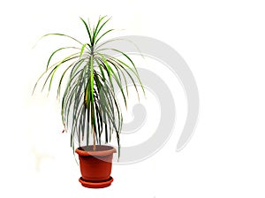 Dracaena marginata a potted plant isolated on white background