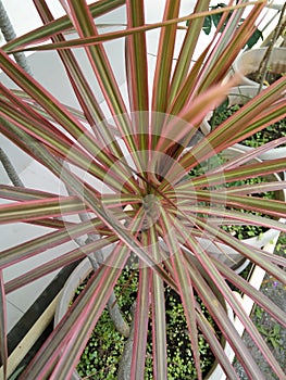 Dracaena marginata tricolor is a leaf ornamental plant with long but not wide & x28;narrow& x29; leaves,