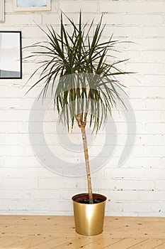 Dracaena marginata tricolor, or Madagascar dragon tree. Beautiful tropical plant in a copper pot.