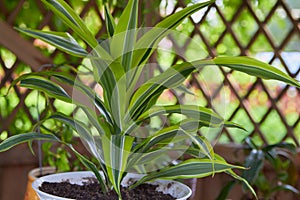 Dracaena Massangeana,houseplant evergreen dracena in a pot