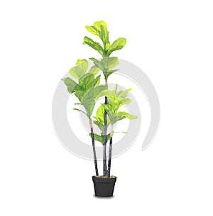 Dracaena palm in a pot isolated over white