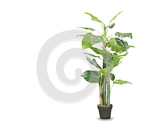 Dracaena palm in a pot isolated over white