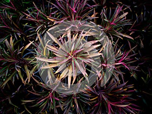 Dracaena Palms Growing on The Pots